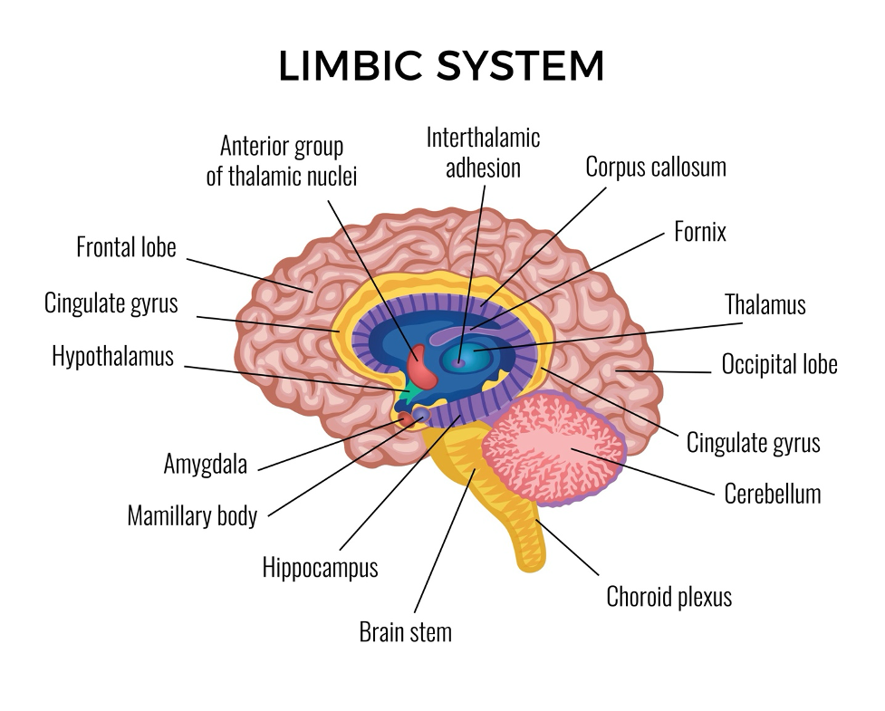 Limbic System Diagram