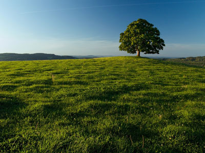 resized-dreamstime_single-tree